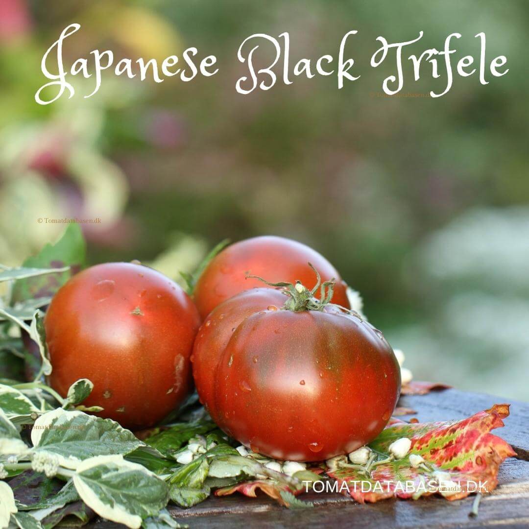 Japanese Trifele Black
